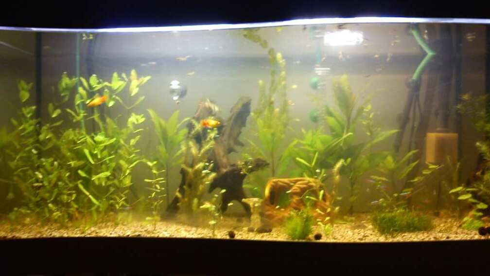 Aquarium Hauptansicht von New World Gesellschaftsbecken