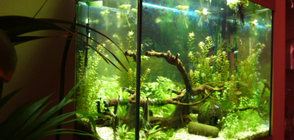 Aquarium Hauptansicht von Lido 120