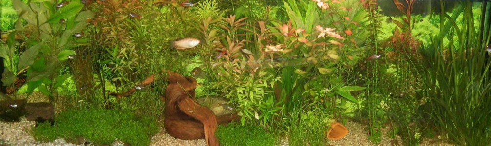 Aquarium 150x50x50 Amazonas