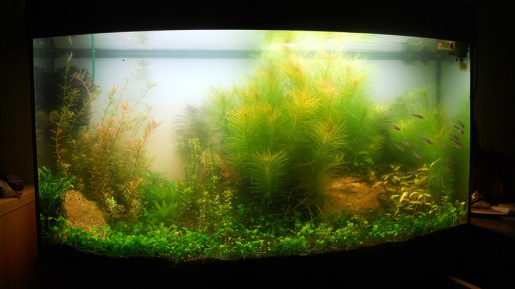 Aquarium Hauptansicht von J. Vision 180 Becken