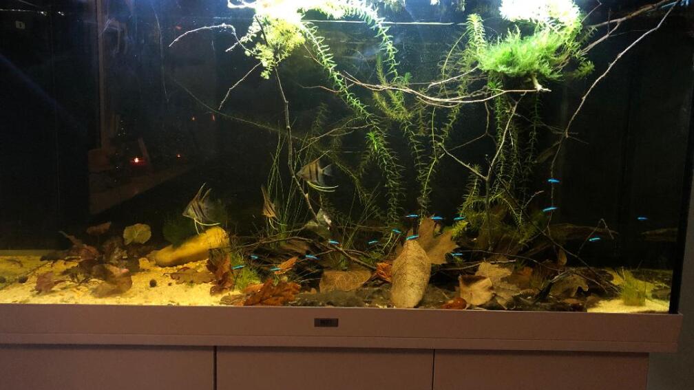 Aquarium Hauptansicht von Rio Negro