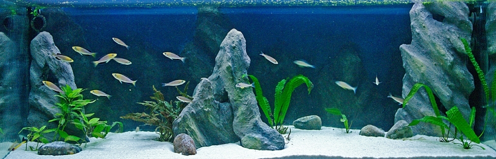 Aquarium Hauptansicht von Sand - und Freiwasserzone im Tanganjikasee