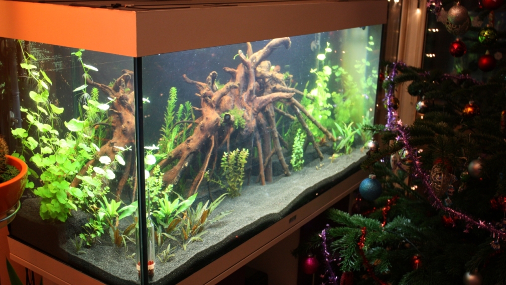 Aquarium Hauptansicht von Rio 300 - Ein Traum wird wahr