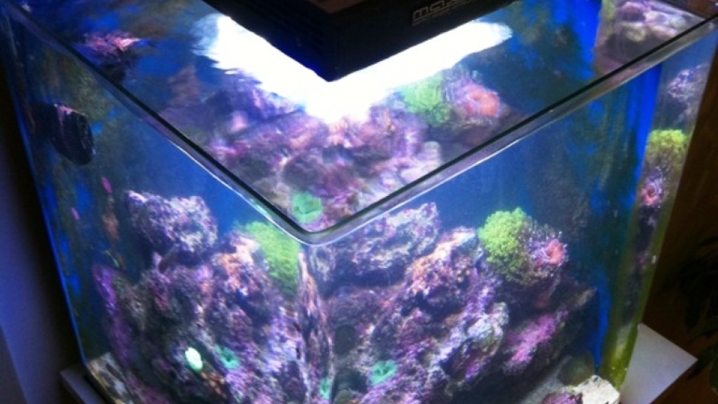 Aquarium Hauptansicht von 60l Miniriff