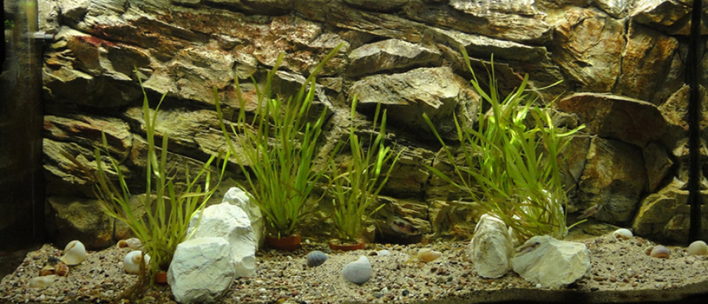 Aquarium Hauptansicht von Tanganjika 240 l