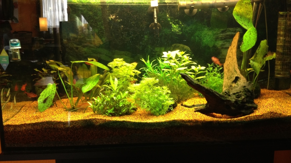 Aquarium Hauptansicht von GreenParadise=)