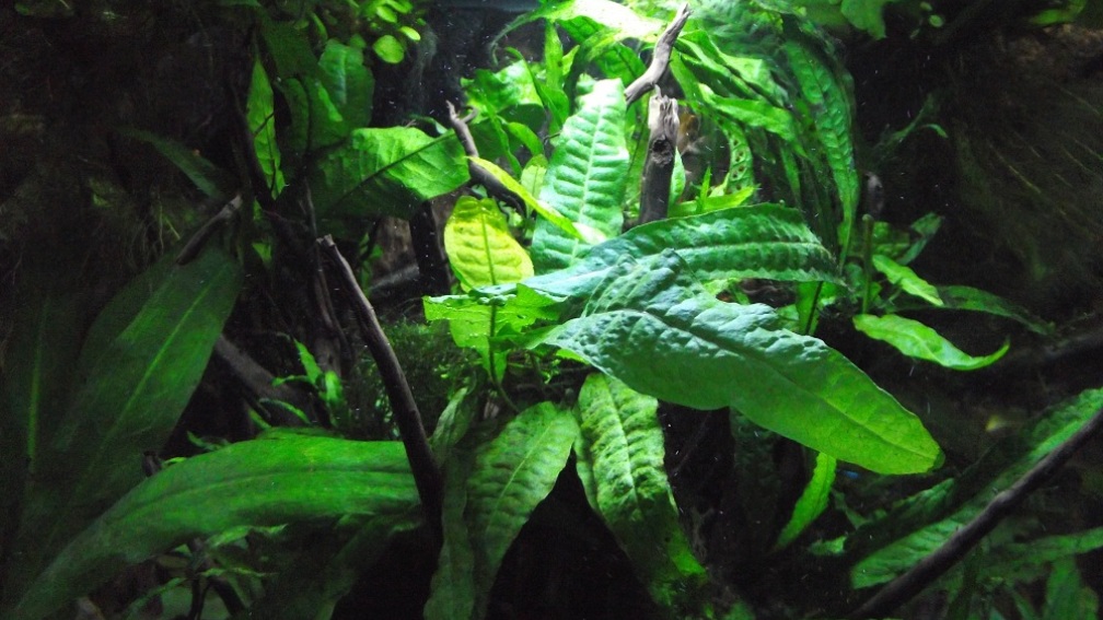 Aquarium Hauptansicht von Gehobene Gesellschaft