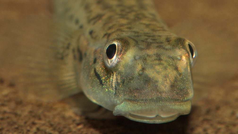 Aquarium Hauptansicht von Afrikas Stromschnellen