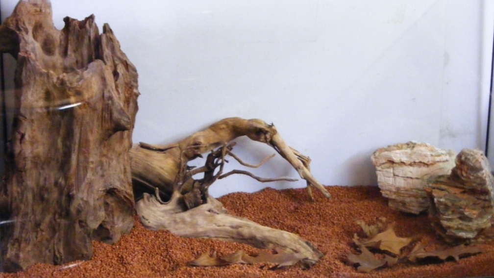 Aquarium Hauptansicht von The Old Tree-Asia Impressions