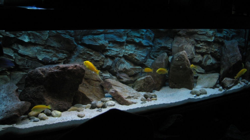 Aquarium Hauptansicht von Ufernahe Übergangszone