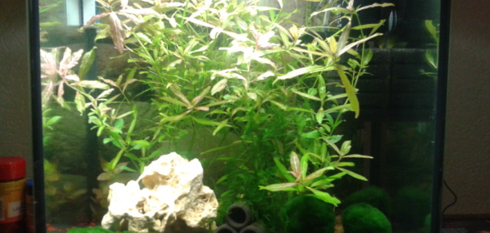 Nano Becken für CPO´s und Garni´s