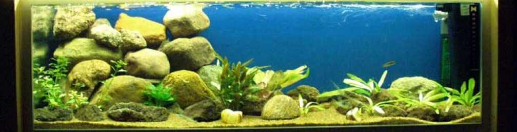 Aquarium Hauptansicht von Becken 22 Aquarium Hauptansicht von Becken 22