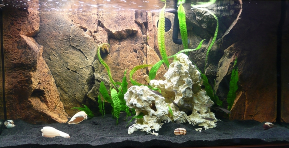 Aquarium Hauptansicht von Tanganjika Gesellschaftsbecken