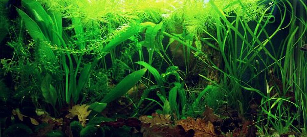 Die Höhle des Betta ... schummrig, friedlich, warm :-)