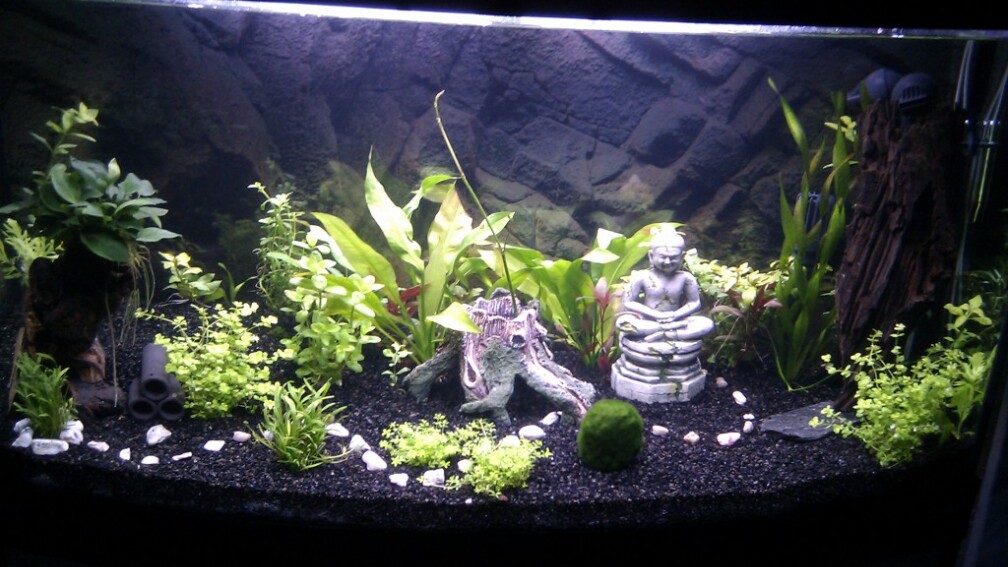 Aquarium front