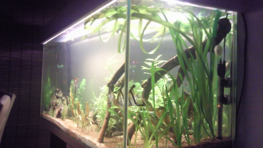 Aquarium Hauptansicht von Skalar Bottich