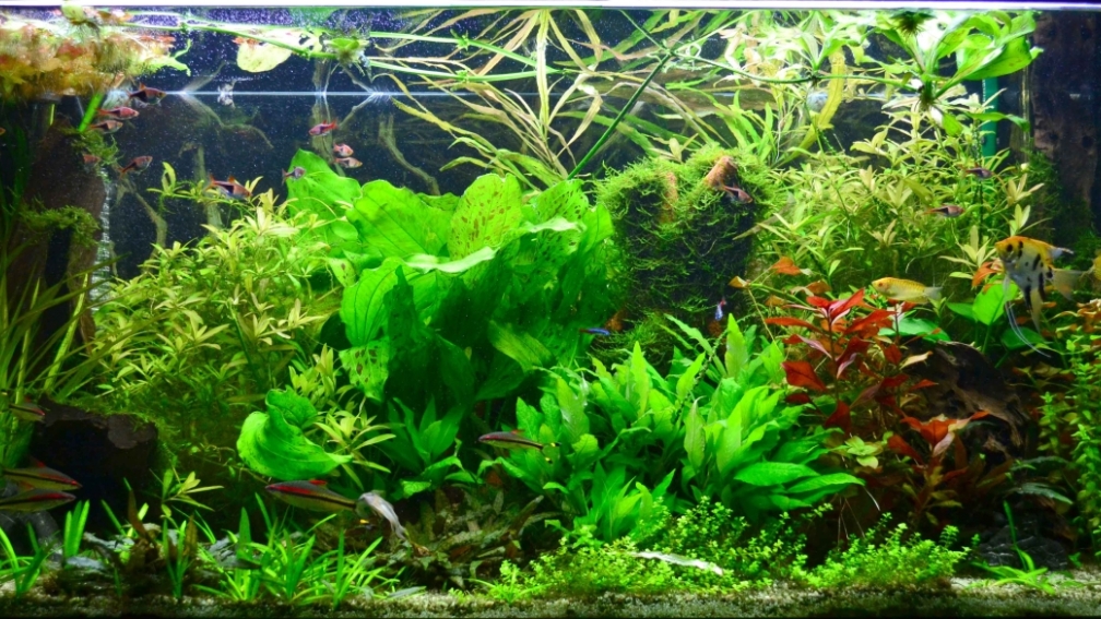 Asiatisch-Tropisches GB 460 L