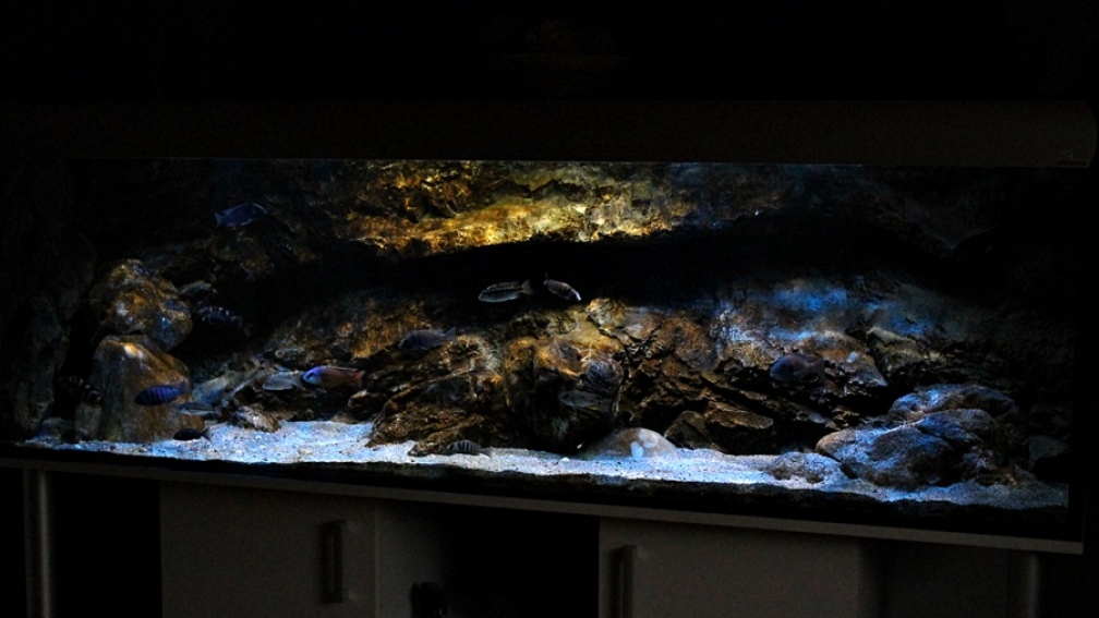 Aquarium Hauptansicht von Rockzolid Cave (Aufgelöst)