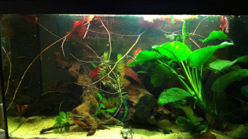 Aquarium Hauptansicht von My beautiful P. pulcher