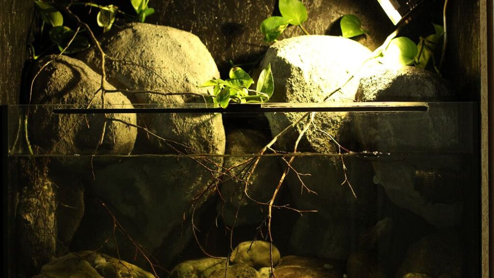 Aquarium Hauptansicht von Gebirgsbach Paludarium