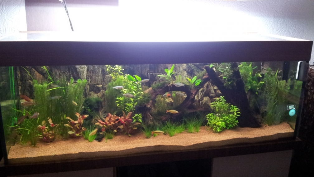 Aquarium Hauptansicht von Rainbow`s home (Nurnoch Beispiel)