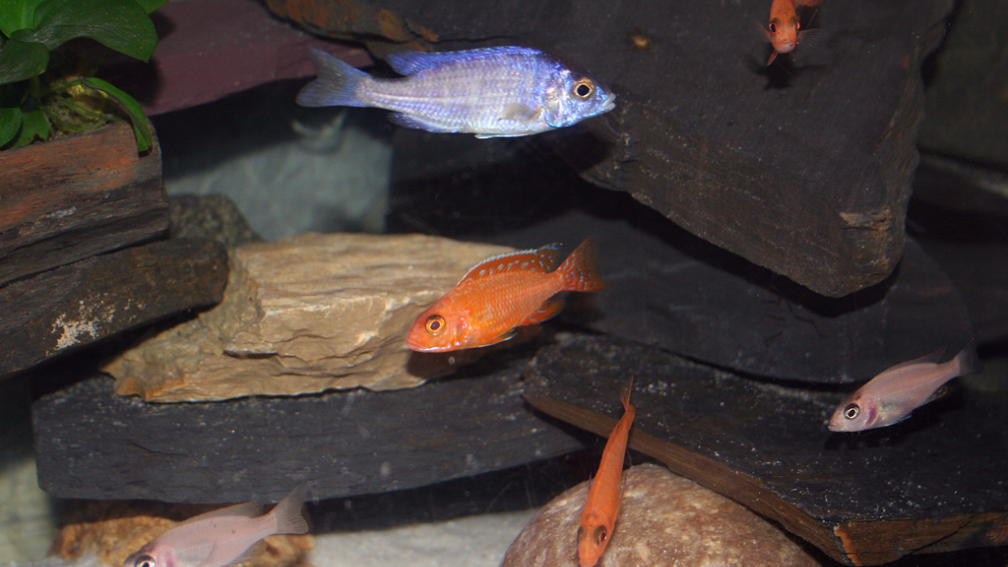 Meine drei Non Mbuna Arten