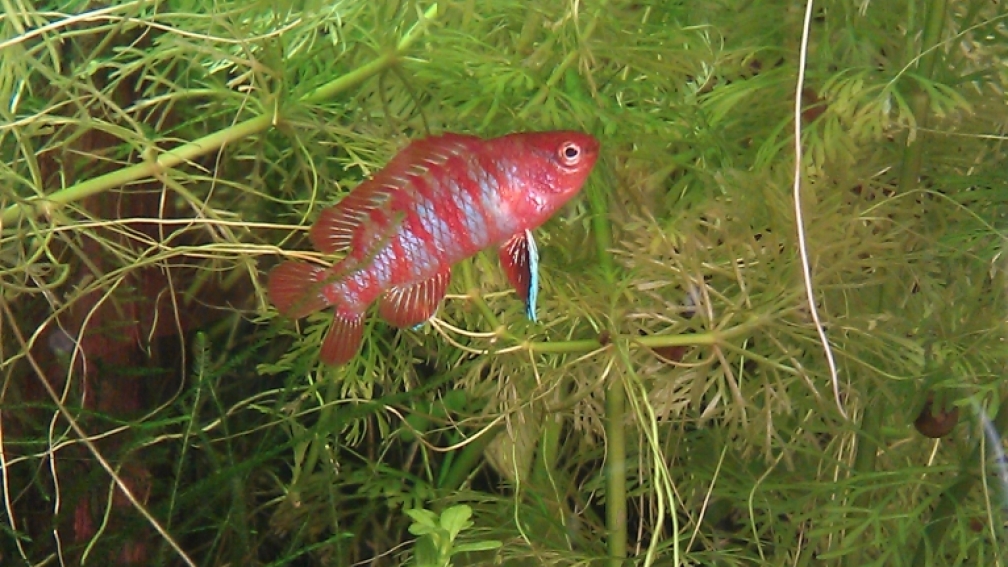 Eins der Dario Dario Männchen in voller Pracht