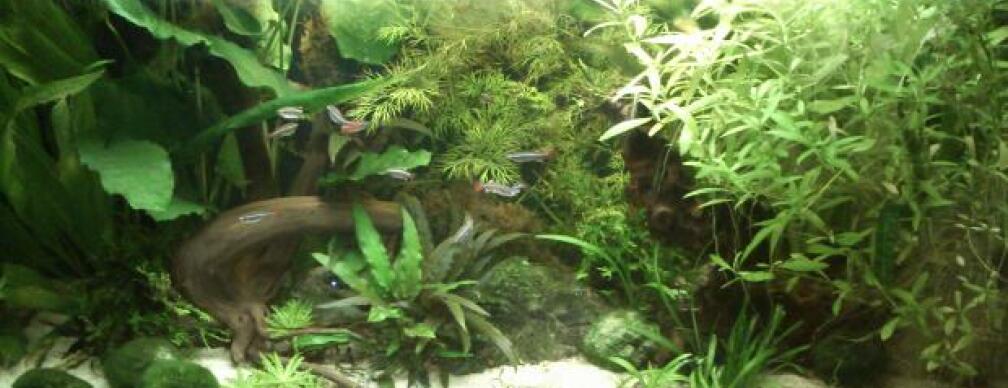 Aquarium Hauptansicht von Gesellschaftsbecken