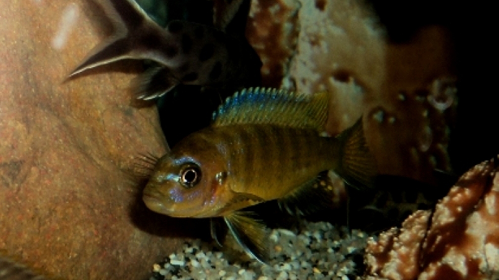 Aquarium Hauptansicht von 60 L Aufzucht-Malawi nur noch ein Beispiel