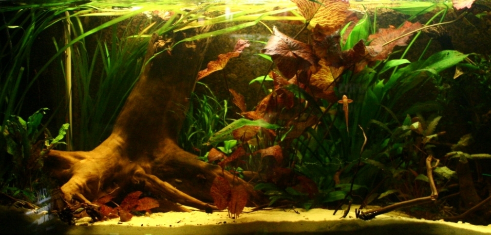 Aquarium Hauptansicht von Broken Tree - Nur noch als Beispiel