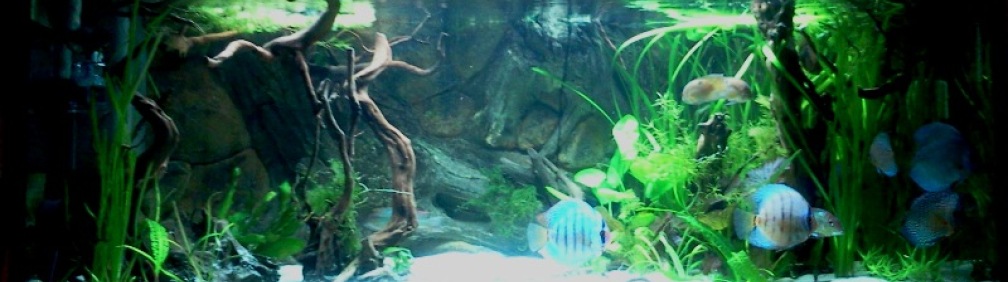 Aquarium Hauptansicht von 576Liter Amazonas!