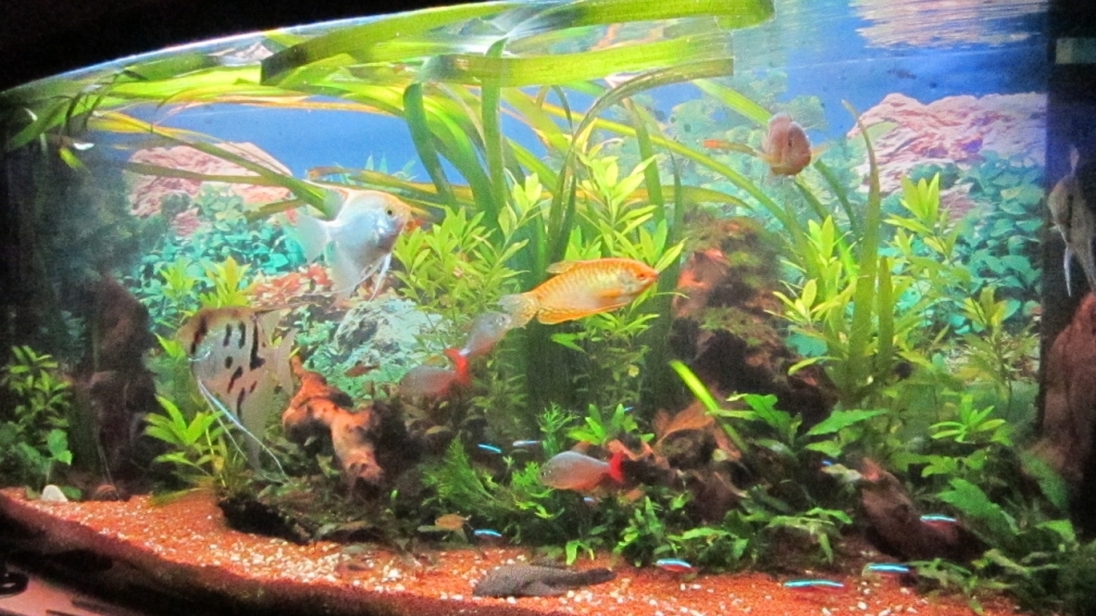 Aquarium Hauptansicht von green Lounge (aufgelöst, nur noch als Beispiel)