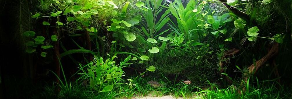 Es grünt so grün... 