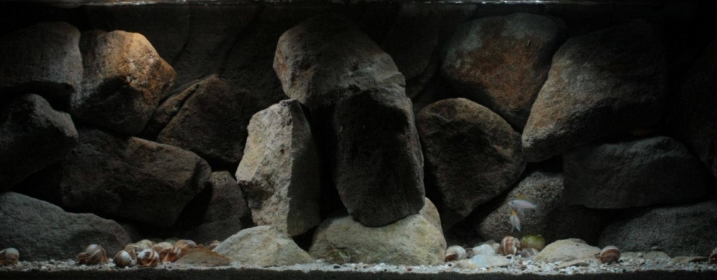 Aquarium Hauptansicht von Stones and Shells