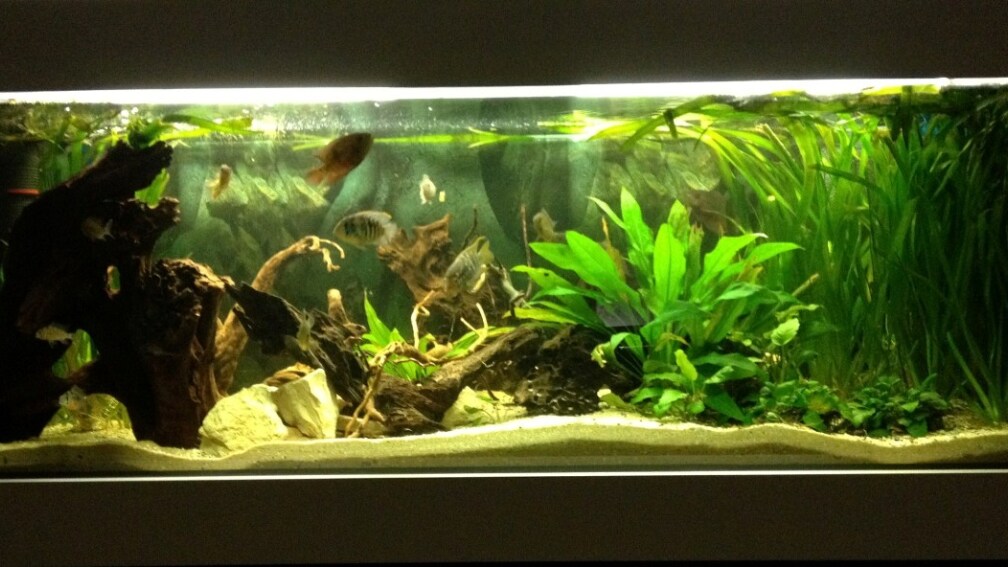 Aquarium Hauptansicht von Südamerika Buntbarsche