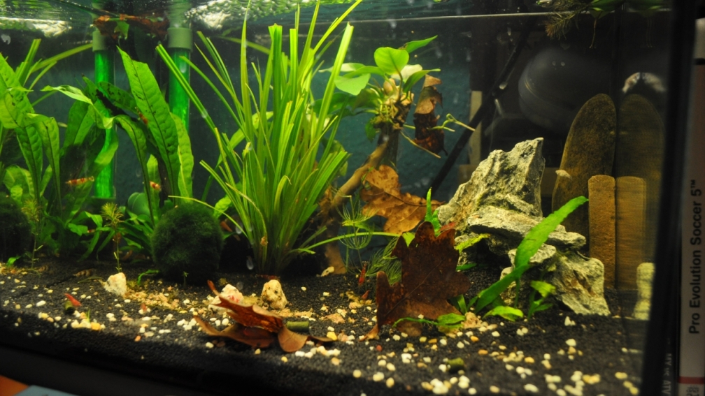 Aquarium Hauptansicht von Nano Becken 20 Liter