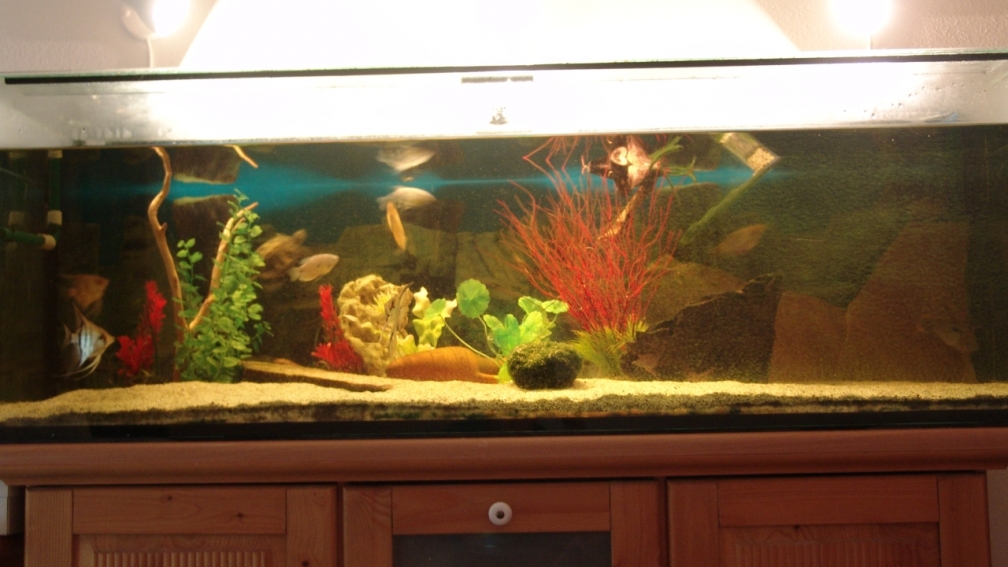 Aquarium Hauptansicht von 375 L