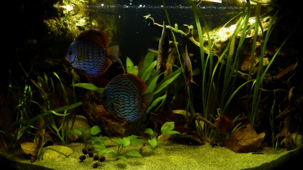 aktuelle Frontansicht 23.02.2013