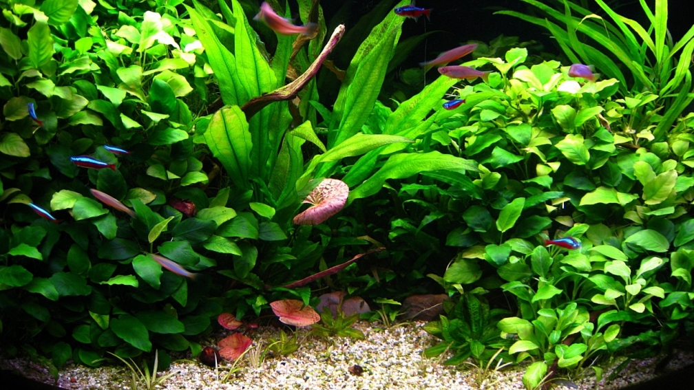 Beckenansicht Januar 2012