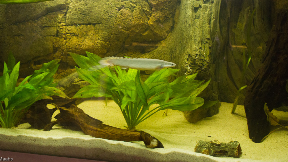 Aquarium Hauptansicht von 540er flösselhecht revier