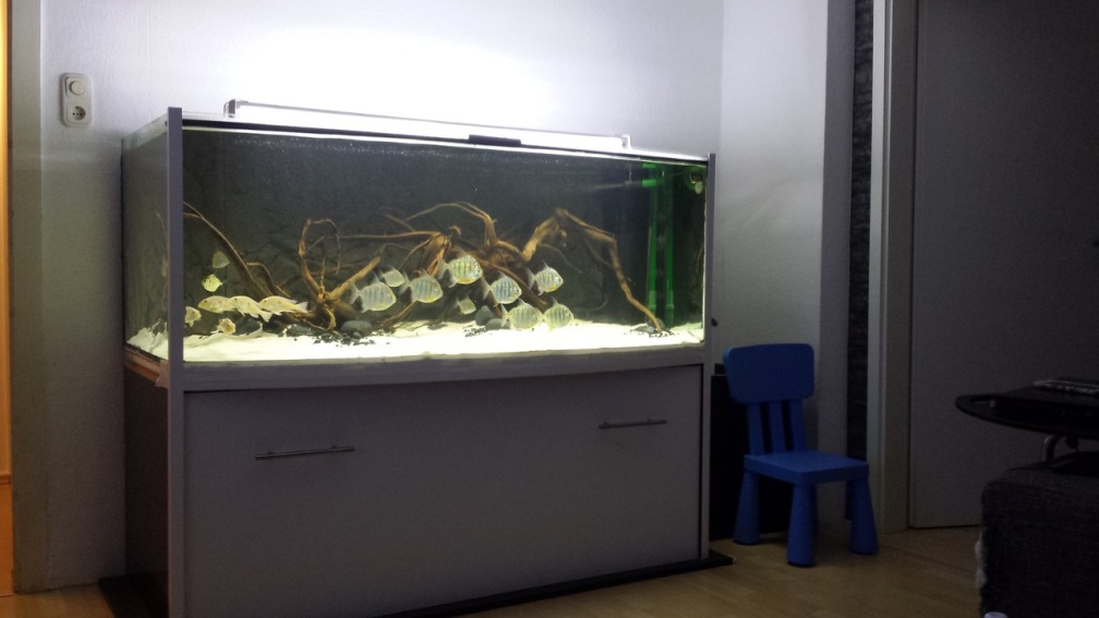 Aquarium Hauptansicht von RioTrombetas Biotop