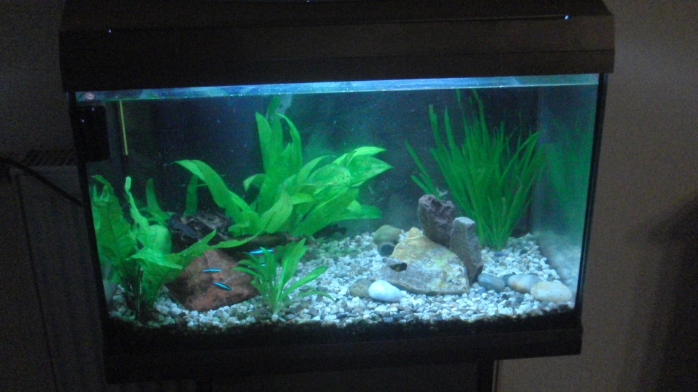 Aquarium Hauptansicht von Geseltschaftsbecken