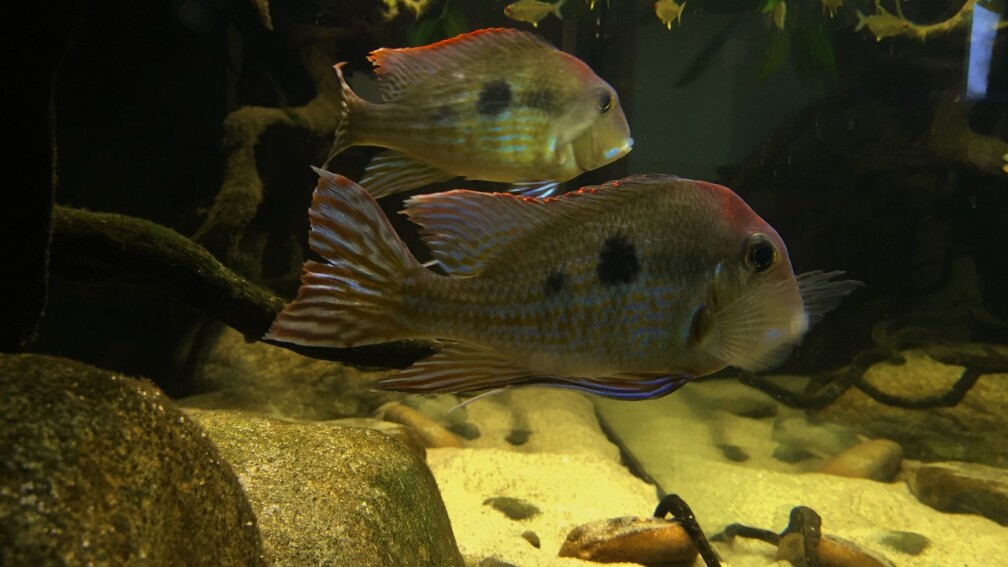Aquarium Hauptansicht von Geophagus tapajos Biotop