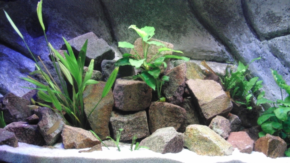 Aquarium Hauptansicht von Malawi see