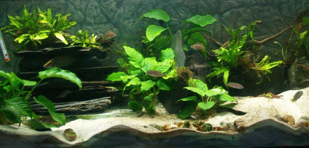 Aquarium Hauptansicht von Aestuarium Tanganicanum