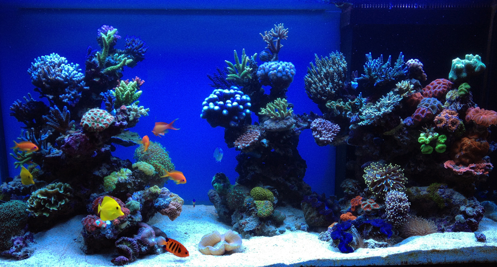 Aquarium Hauptansicht von Schwings Reef