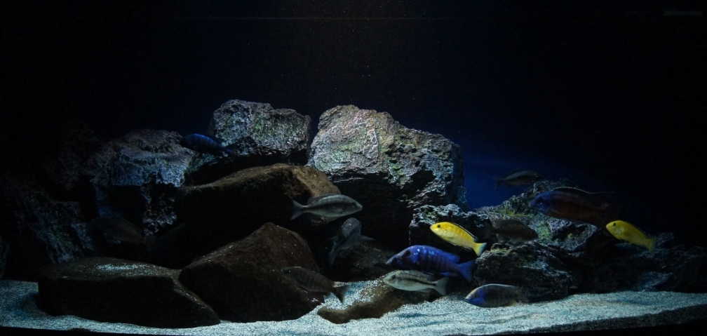 Aquarium Hauptansicht von MYlawi