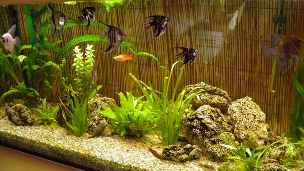 Aquarium Hauptansicht von Becken 22559