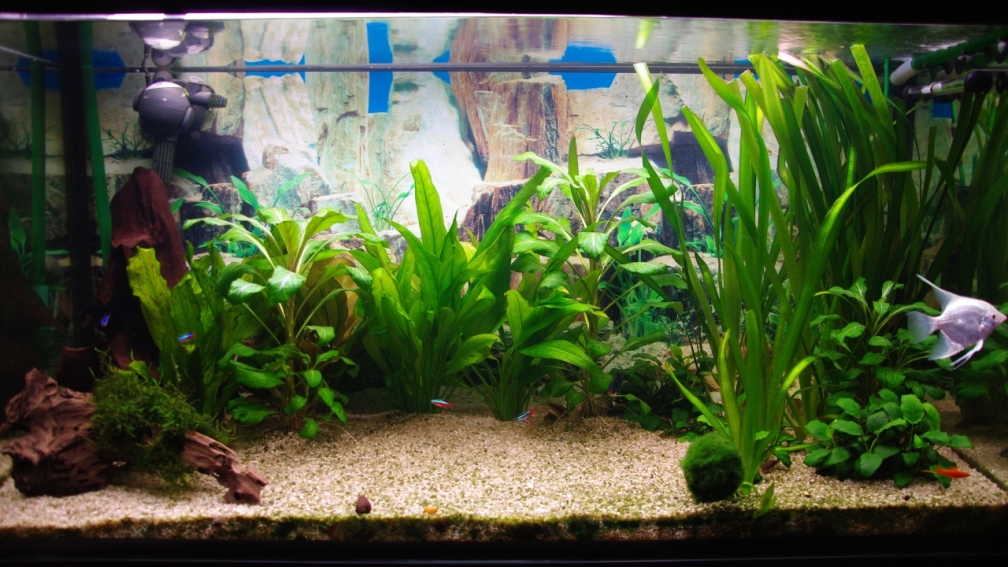 Aquarium Hauptansicht von Schwimmraum