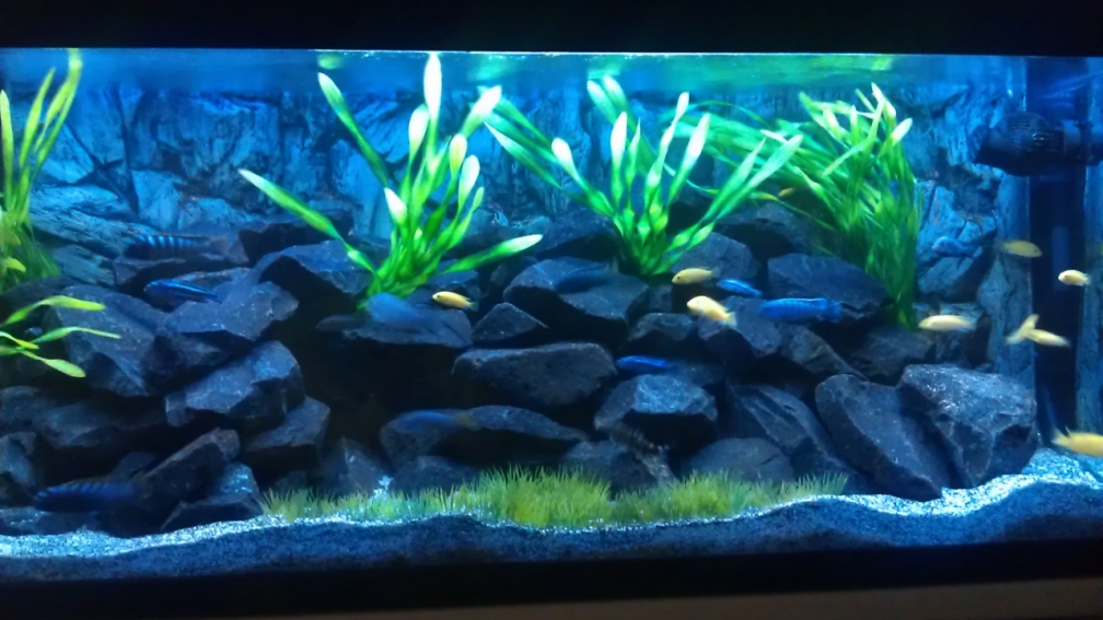 Aquarium Hauptansicht von Stone edge